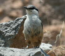 Western Rock Nuthatch