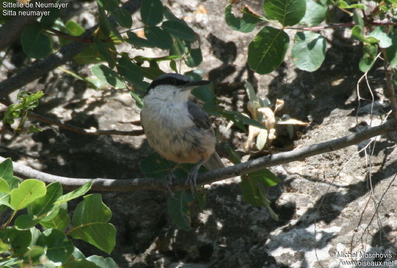 Western Rock Nuthatch