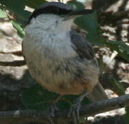 Western Rock Nuthatch