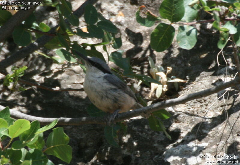 Western Rock Nuthatch