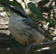 Western Rock Nuthatch