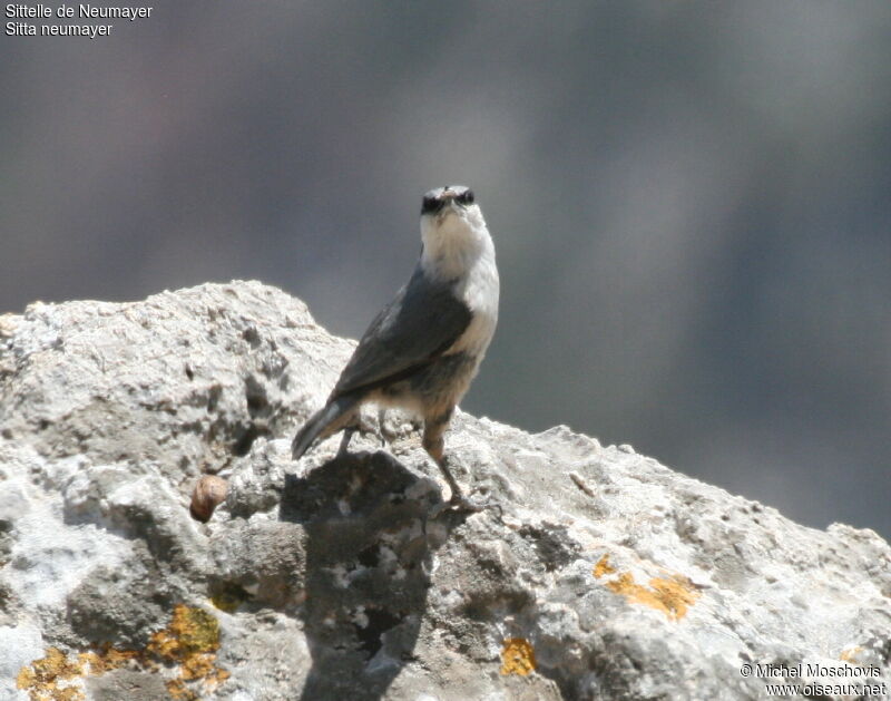 Sittelle de Neumayer