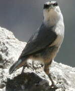 Western Rock Nuthatch