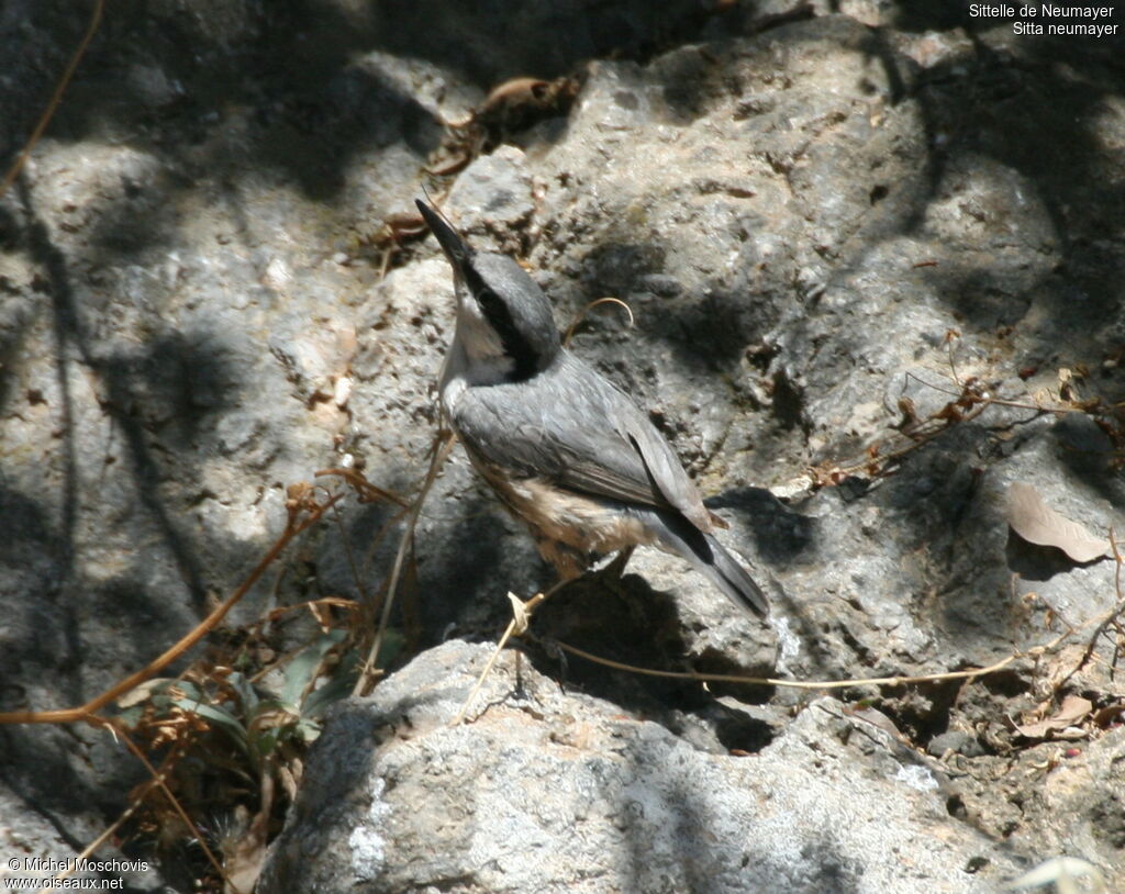 Western Rock Nuthatch