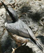 Western Rock Nuthatch