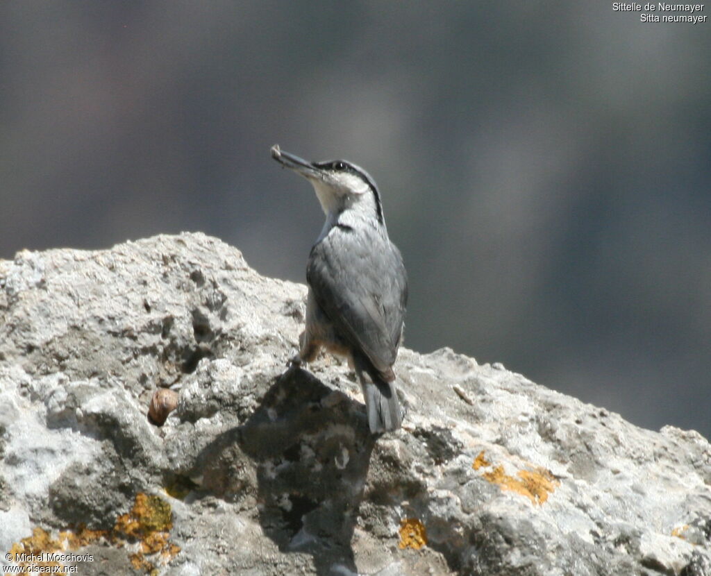 Western Rock Nuthatch