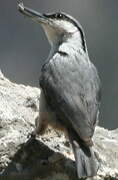 Western Rock Nuthatch