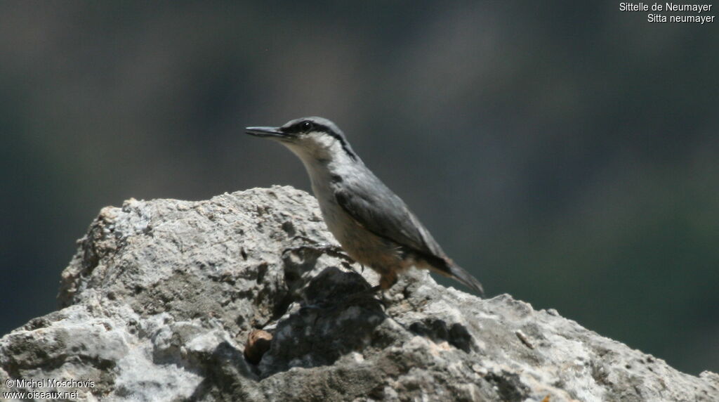 Western Rock Nuthatch