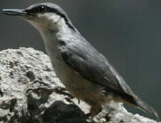 Western Rock Nuthatch