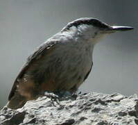 Western Rock Nuthatch