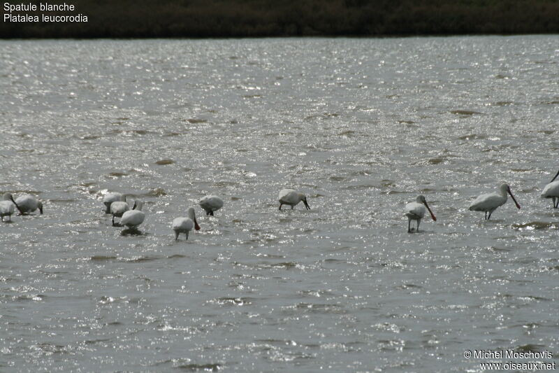 Eurasian Spoonbill