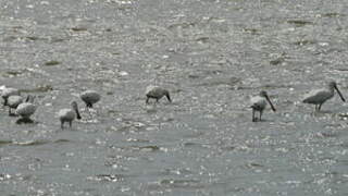 Eurasian Spoonbill