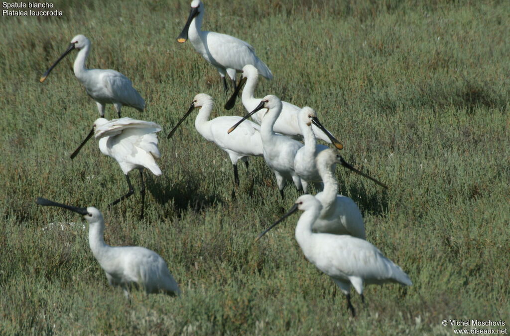 Eurasian Spoonbill