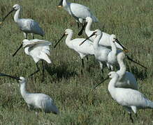 Eurasian Spoonbill