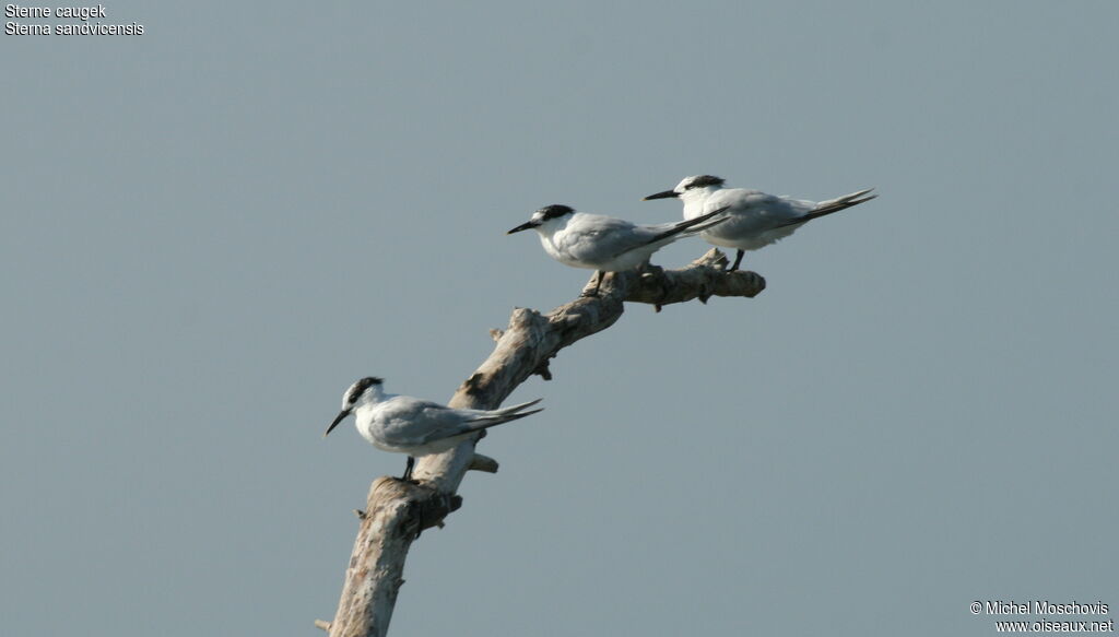 Sandwich Tern