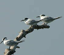 Sandwich Tern