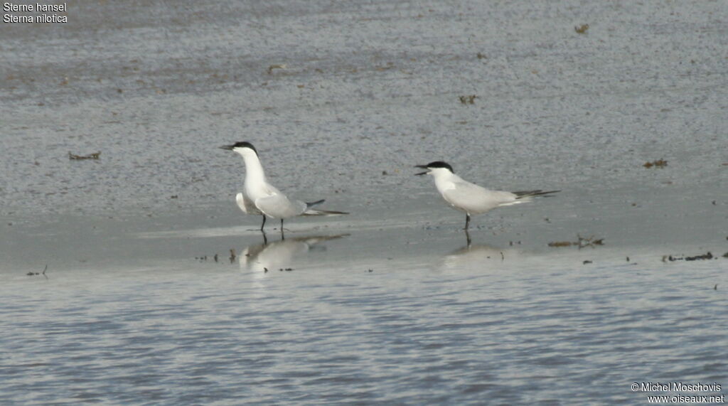 Gull-billed Tern adult breeding, identification