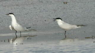 Gull-billed Tern