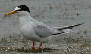 Little Tern