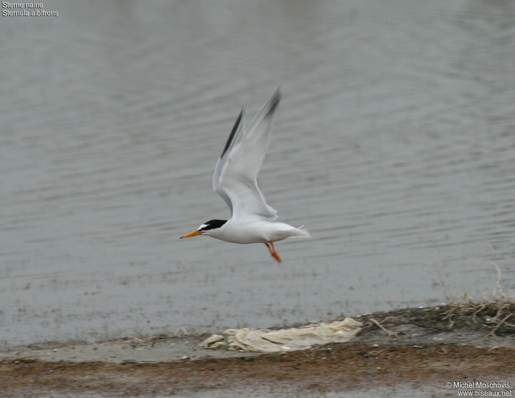 Little Tern, Flight