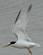 Little Tern