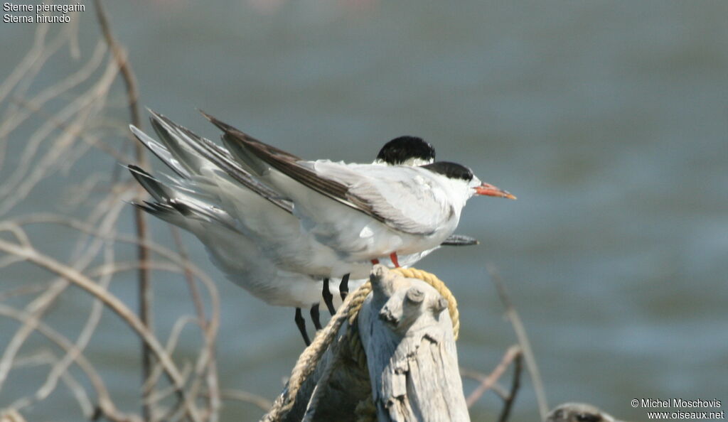 Common Tern