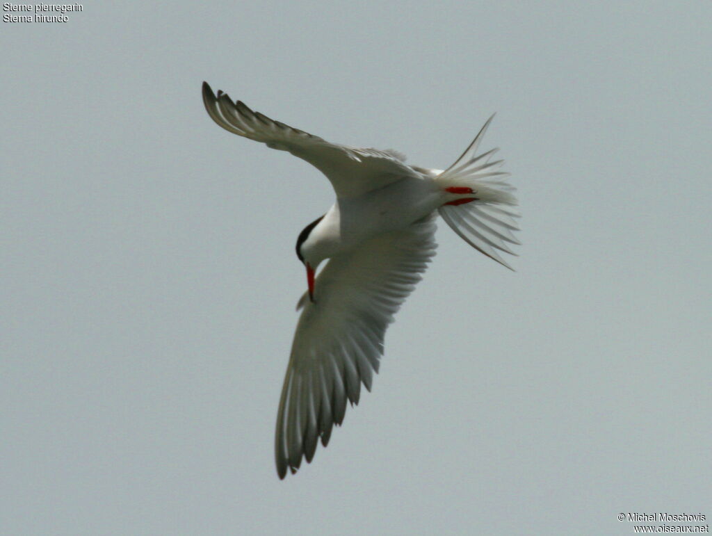 Common Tern, Flight