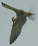 Common Tern