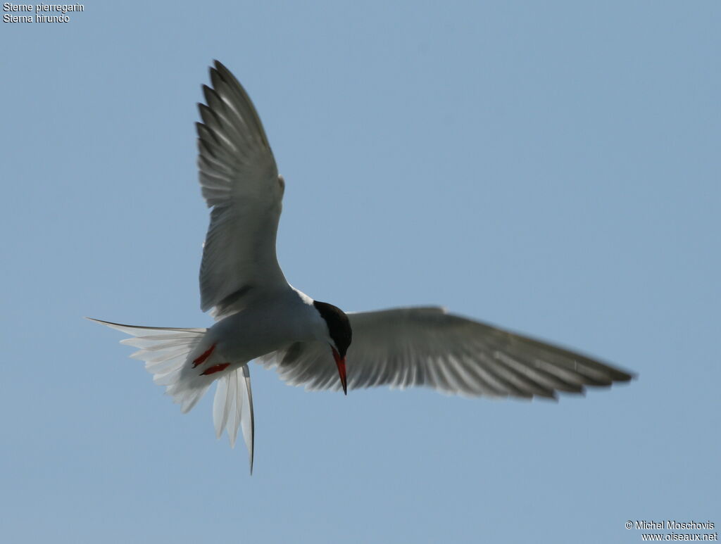 Common Ternadult breeding, Flight