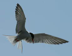 Common Tern