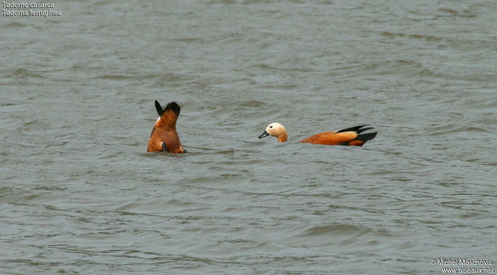 Ruddy Shelduck, identification