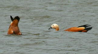 Ruddy Shelduck