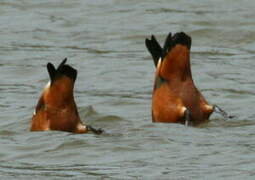 Ruddy Shelduck