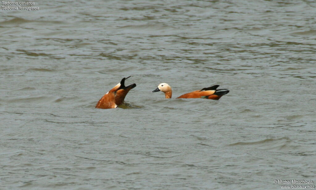 Ruddy Shelduck, identification