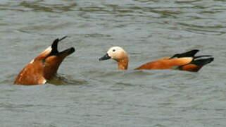 Ruddy Shelduck