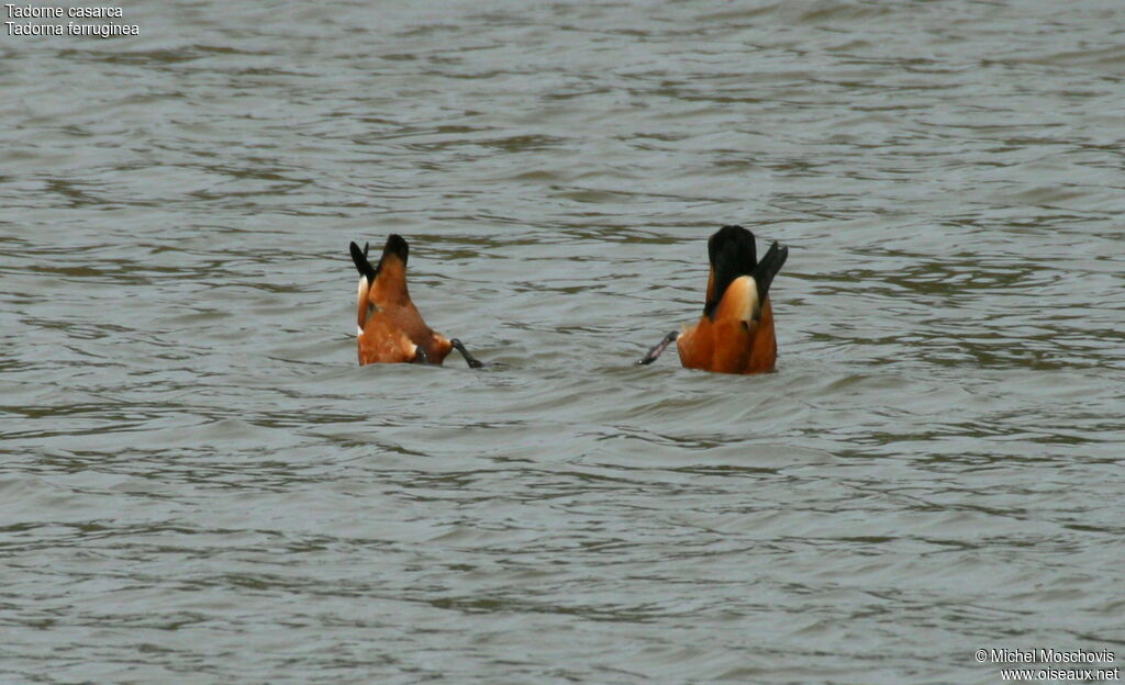 Ruddy Shelduck, Behaviour