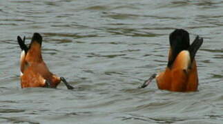 Ruddy Shelduck