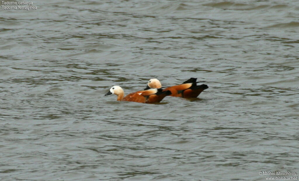 Ruddy Shelduck, identification