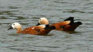 Ruddy Shelduck