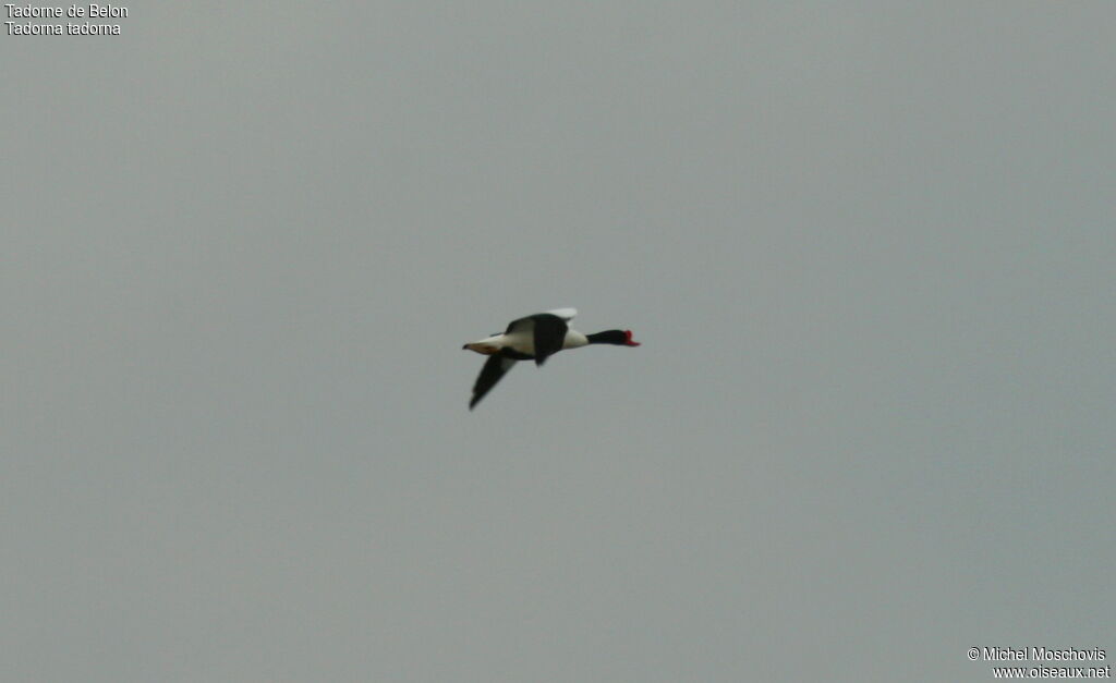 Common Shelduck male adult breeding, Flight