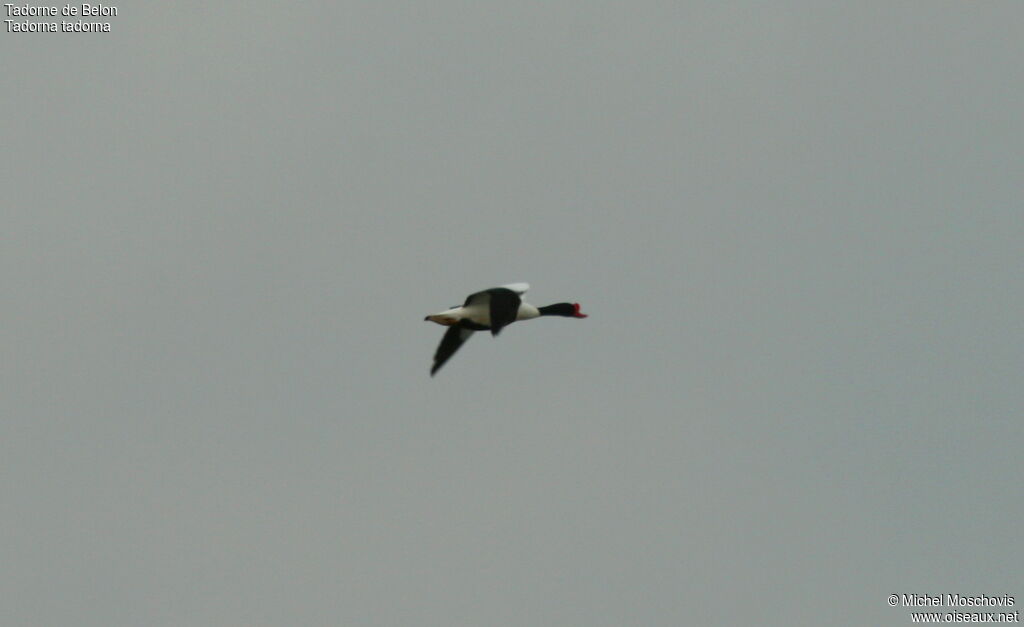 Common Shelduck male adult breeding, Flight