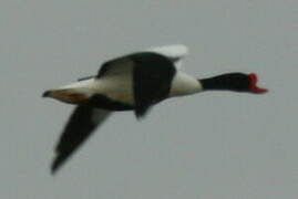 Common Shelduck