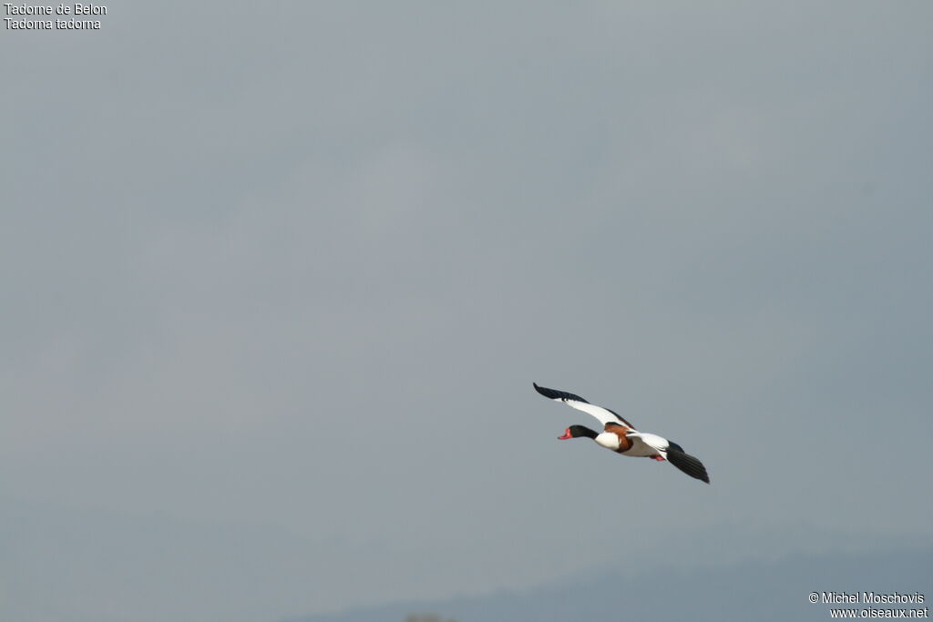 Common Shelduck male adult breeding, identification