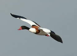 Common Shelduck