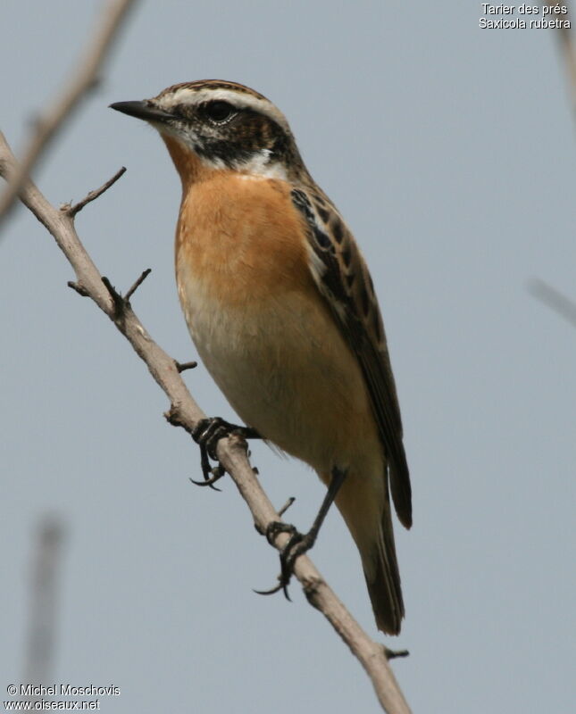 Whinchat male adult