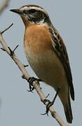 Whinchat