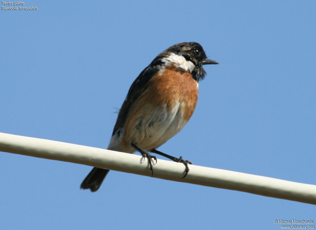 European Stonechat male adult breeding