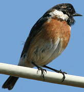 European Stonechat