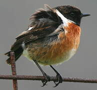 European Stonechat