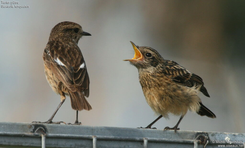 European Stonechat, Behaviour